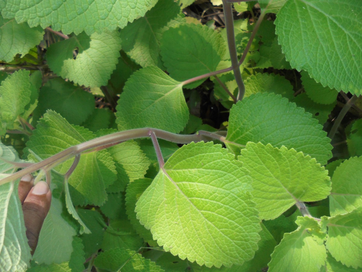 Coleus hadiensis (Forssk.) A.J.Paton